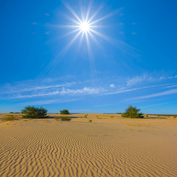 fir tree forest growth on a sand at the summer sunny day