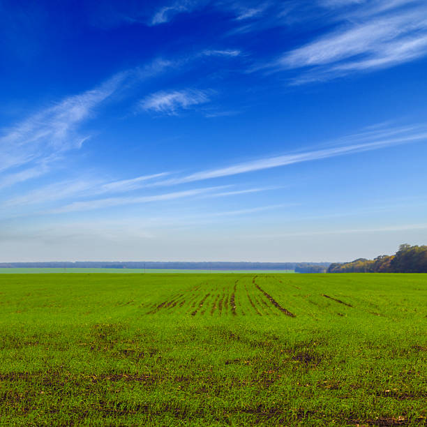 green rural field under a blue cloudy sky