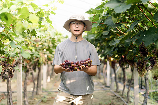 istock man is working in the vineyard 2226906794