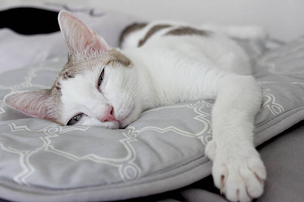 istock The cat lay on gray bed 2226908734