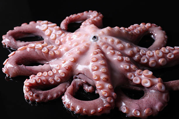 istock One fresh raw octopus on black background, closeup 2226911151