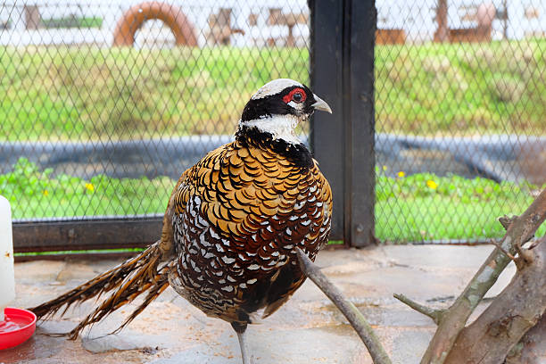 istock Elegant pheasant displays rich plumage inside a wire enclosure setting, daytime 2226911924