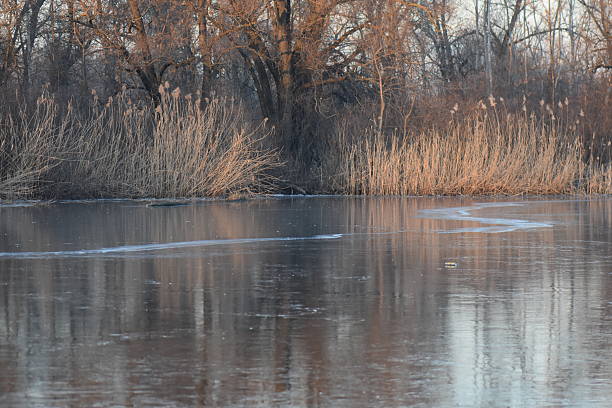 Frozen lake in the forest