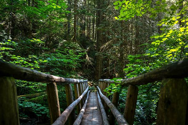 istock Serene Wooden Bridge in Lush Forest 2226913396