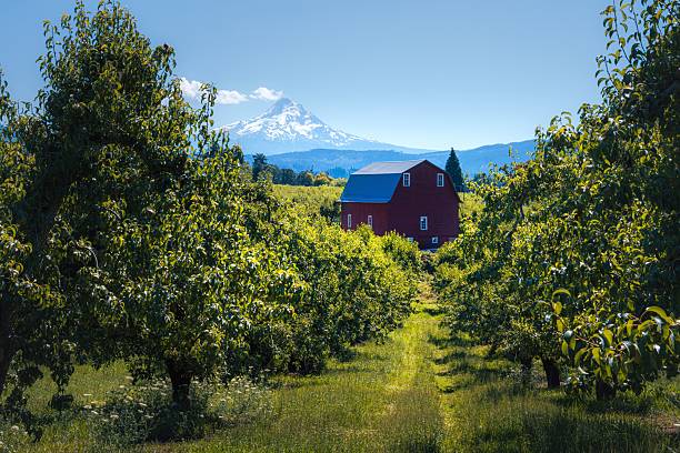 istock Red barn and Mount Hood landscape. 2226913437