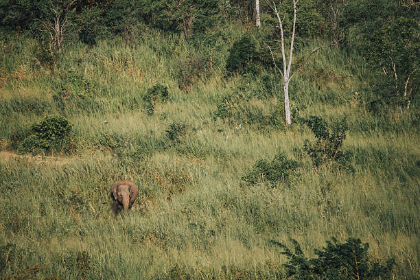 A lone elephant wanders through tall green grass in a dense forest, captured in a serene natural setting. The image highlights the beauty of wildlife in its natural habitat, surrounded by trees and untouched vegetation. Ideal for themes of conservation, wildlife, solitude, and nature photography.