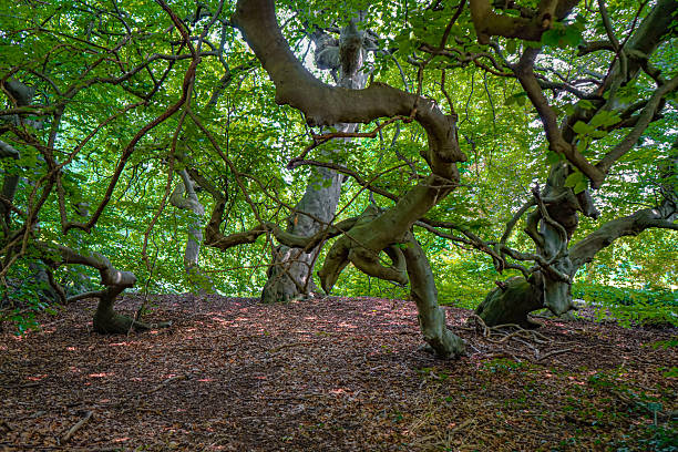 istock A forest landscape with tangled branches and bright foliage, creating a light-filled and mysterious atmosphere. Branches, twigs, and roots of a sylvatica beech (botanical name: Fagus sylvatica var. suentelensis) in summer 2226914042