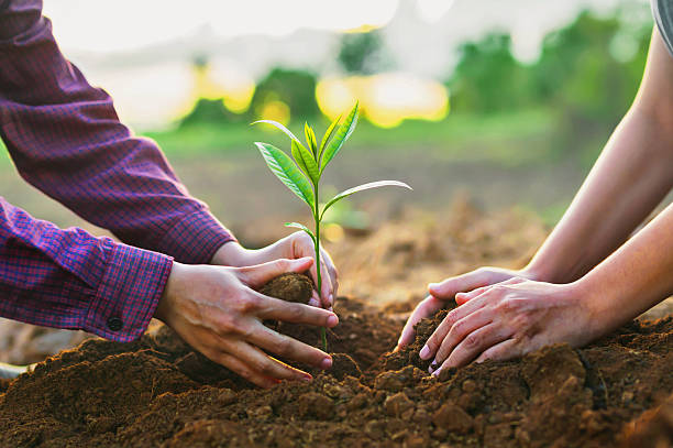 istock Two people are planting a tree together 2226914224