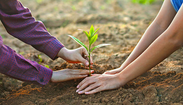 istock Two people are planting a tree together 2226914228