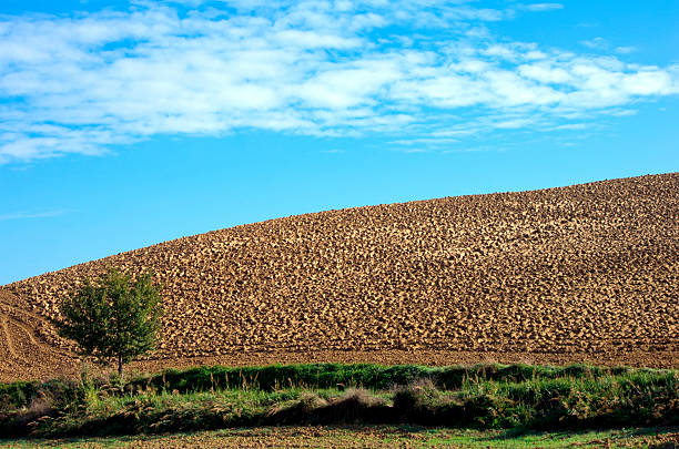 green tree against a plowed field under the sky with clouds