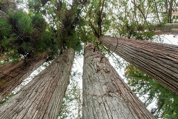 istock Frog eye view of Japanese cedar trees, 2226915034
