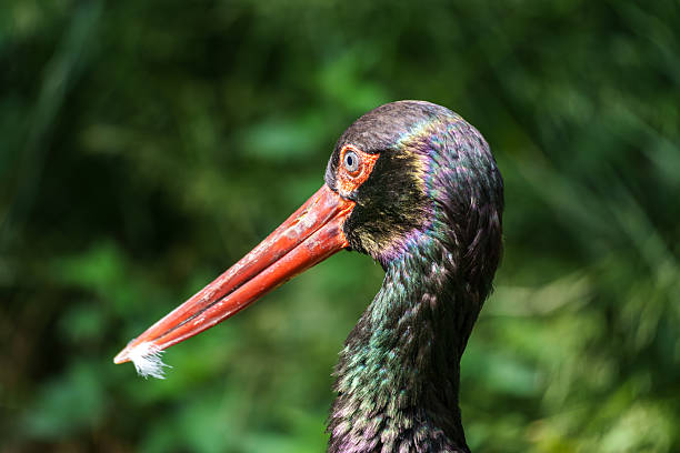 istock Black stork, Ciconia nigra in a german nature park 2226916593