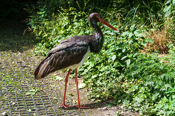 Sad beautiful black stork. World of wild birds.