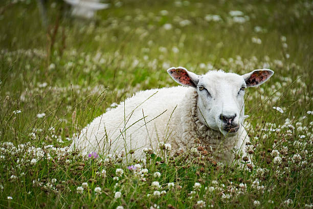 Herd of sheep on green meadow with grassland at sunset
