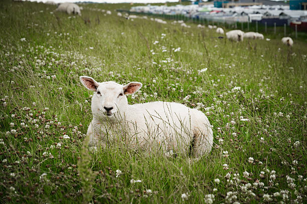 Neuharlingersiel, East Frisia, Germany. July 15, 2025. Sheep grazing peacefully on the dike near Neuharlingersiel, framed by the lush green pastures and coastal landscape of East Frisia North Sea region