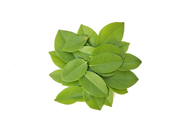 istock Gliricidia leaves (Gliricidia sepium) isolated on white background 2226920735