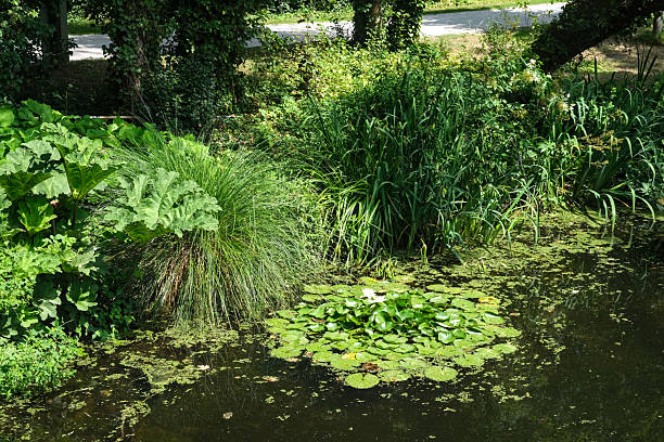 Lush pondside vegetation surrounds a serene water lily cluster on a quiet summer day, capturing the essence of peaceful freshwater nature.