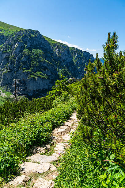 Stone pathway winds through lush green vegetation with small pine trees and wild plants on both sides. The path cuts toward steep rugged cliffs under a clear blue sky, highlighting the natural mountain landscape of the Zakopane region.