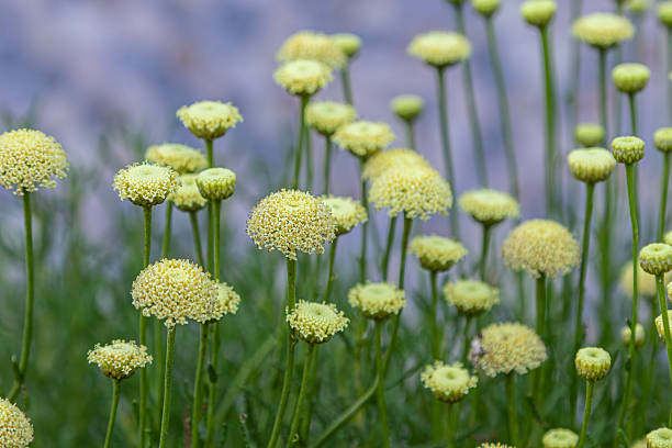 istock Lavender cotton blooms create a vibrant display in a garden during late spring showcasing delicate yellow flowers against a soft backdrop 2226921044