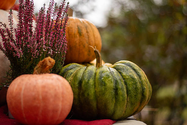 Autumn Still Life with Pumpkins, Heather