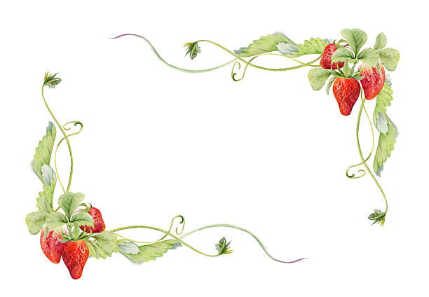 480+ Strawberries On Vine Stock Illustrations, Royalty-Free Vector