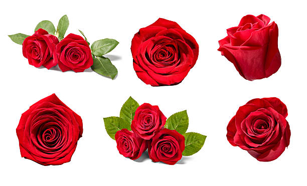 istock flower rose petal blosspm background 2226925246