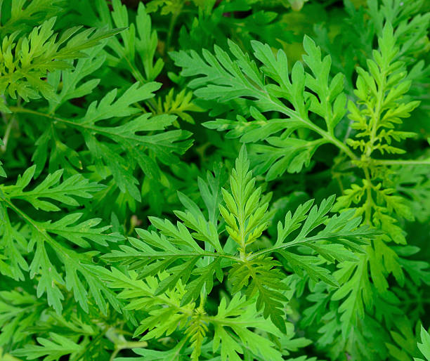 istock Ambrosia bushes background. 2226926063