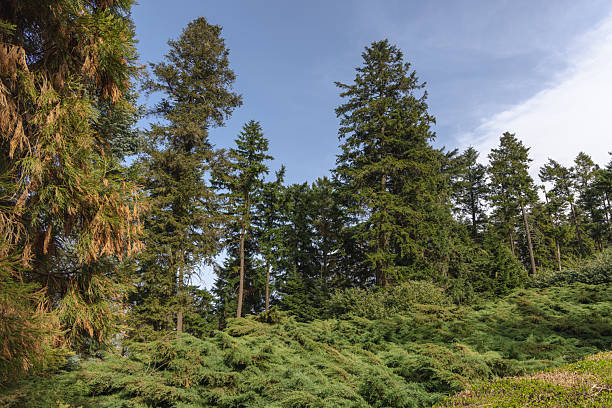 istock A serene forest landscape featuring tall evergreen conifer trees 2226926167