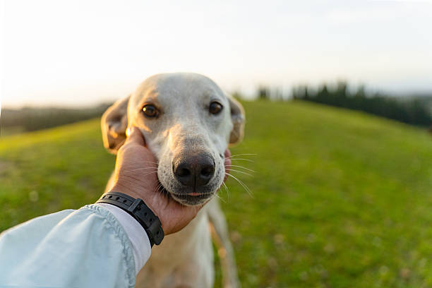 istock Dogs in outdoor activities 2226927604