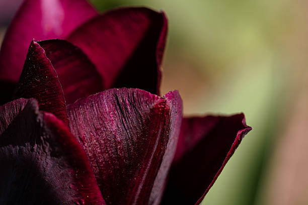 A burgundy tulip in a macro shot with a soft, blurred background.Perfect as a background image — rich petals create a sense of warmth and elegance.
