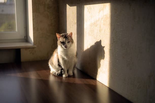 Beautiful tricolor cat in the sunset