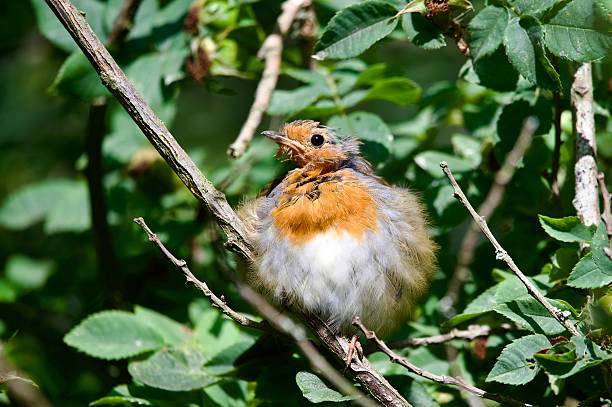 European Robin On A Spade Handle