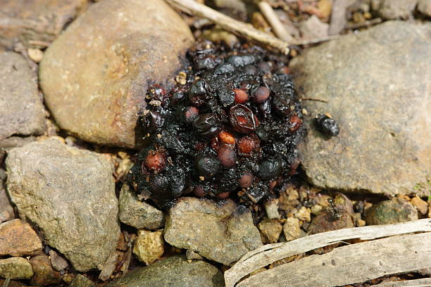 istock Feces of a Japanese marten containing red berries. 2226941890