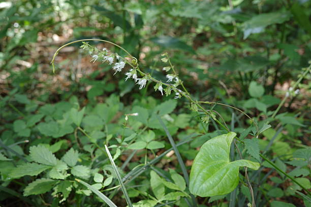 istock A small plant called “Frost Flower” (Shimobashira) with delicate, translucent white blossoms. 2226941917