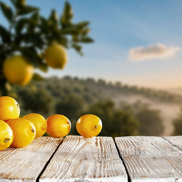 istock Fresh yellow lemons on rustic wooden table with blurred citrus orchard in background – concept of organic farming and healthy food. Copy space for products. 2226942128