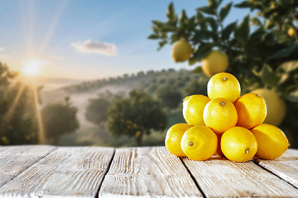istock Fresh yellow lemons on rustic wooden table with blurred citrus orchard in background – concept of organic farming and healthy food. Copy space for products. 2226942192