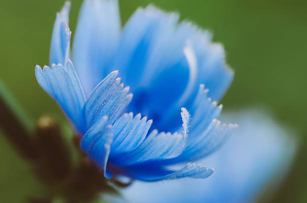 Macro Shot of Twin Blue Cornflowers  Vibrant Summer Wildflowers with Symbolic Beauty and Natural Elegance