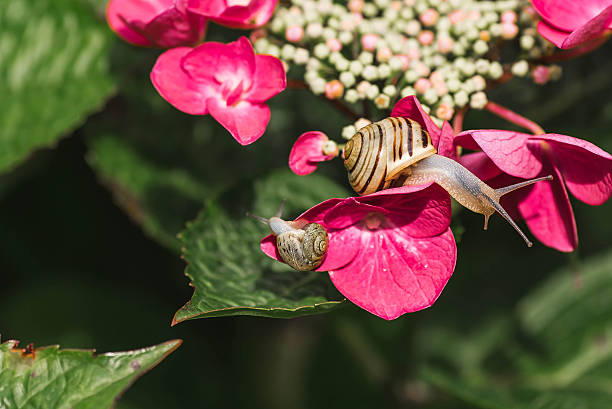istock Grape snail (Helix pomatia) on a flowering hydrangea. A garden pest. An edible snail. A terrestrial gastropod mollusk of the Helicidae family. 2226944759