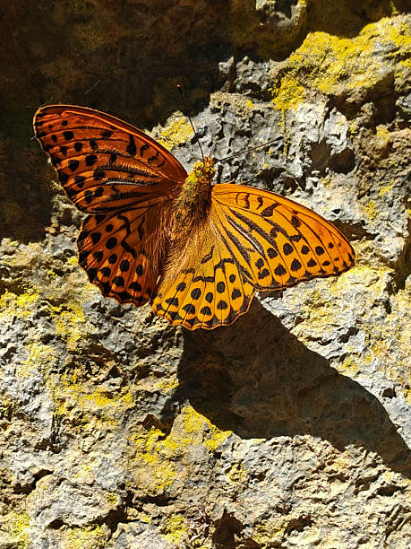 istock Silver-washed fritillary butterfly resting on sunlit rocky surface 2226946572