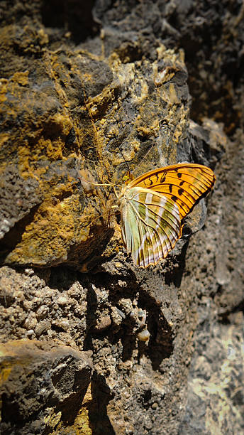 istock Fritillary butterfly with folded wings on rocky cliff 2226946575