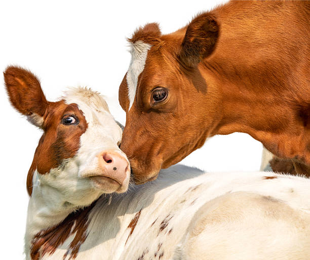 istock Isolated cows playfully cuddling, calves love each other, cut out on white 2226948079