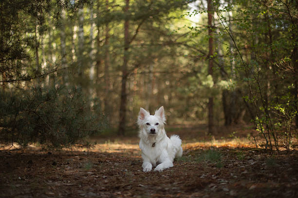 White fluffy dog lying on a forest path surrounded by lush green trees and soft sunlight filtering through the woods, creating a peaceful and serene natural atmosphere.