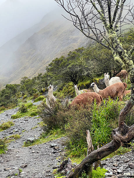 istock Llamas Grazing on Misty Mountain Trail 2226950158
