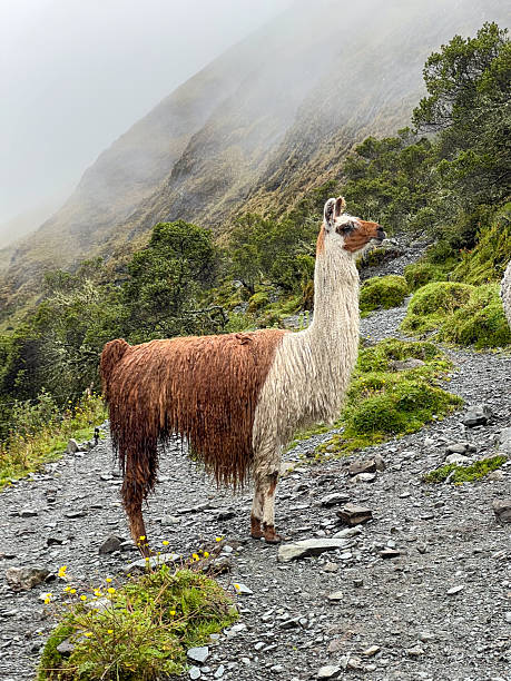 istock Llama Standing on Rocky Mountain Trail 2226950166