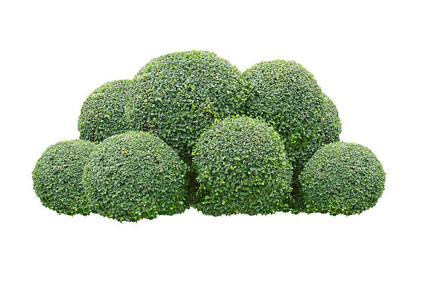 green bush isolated on white background.