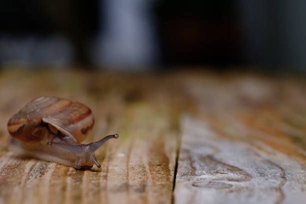 small snail walking slowly on alight gray wood