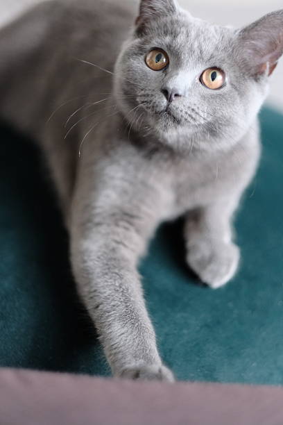 istock Catnap Goals: British Shorthair in a Deep, Peaceful Sleep 2226953215