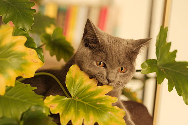Cheeky British Shorthair cat playfully nibbling on indoor houseplants in a cozy home setting. The curious feline explores greenery with interest, showcasing classic mischievous pet behavior. Ideal for themes like pet curiosity, indoor pets, plant safety, funny animals, and home lifestyle content involving cats and houseplants.