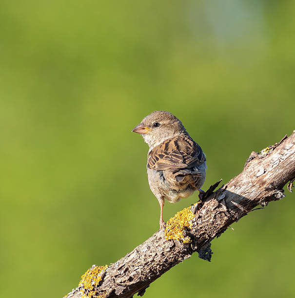 istock Eurasian tree sparrow, Passer montanus. Bird sitting on a branch, beautiful blurred background 2226953613