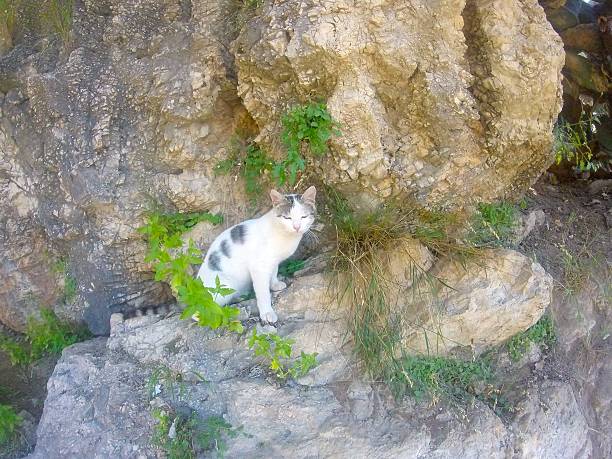 A white and black cat sits on a mountain, rock, stones. wool,